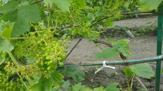 Виноград.Формируем урожай. Что оставить , что убрать. смотреть онлайн