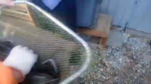 УЗИ осетровым сезон 2019