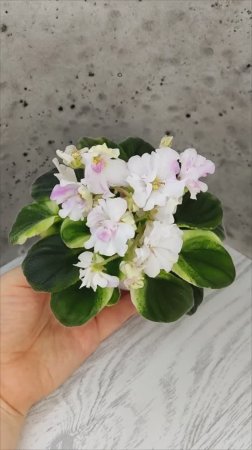 Фиалка LV-Мариночка
