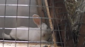 Кроликоферма Смирновой С.В. Породы кроликов