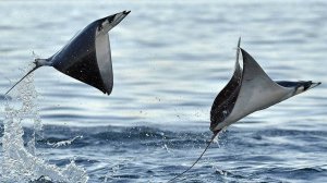 Летающие скаты.