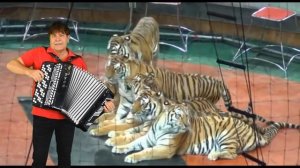 Песня "Ап! И тигры у ног моих сели"  Сергей Анацкий