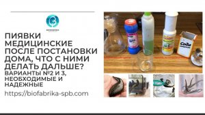 Медицинские пиявки после постановки, как утилизировать? Варианты 2 и 3