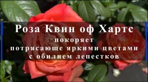 Роза Квин оф Хартс покоряет потрясающе яркими цветами с обилием лепестков.