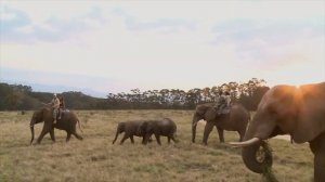 Встречи с животными 🐾 Тизер // Animal encounters