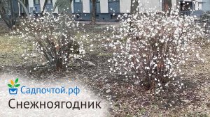 Снежноягодник белый, Symphoricarpos albus. Питомник Садпочтой.рф  #садпочтой