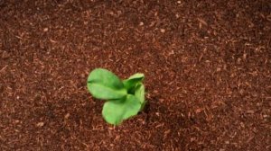 Футаж пробивающийся росток 2