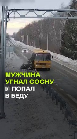 Новый год под стать ГТА: водитель школьного автобуса угнал сосну и попал в беду