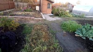 Листовые капусты Кадет и Скарлет, 9 октября.