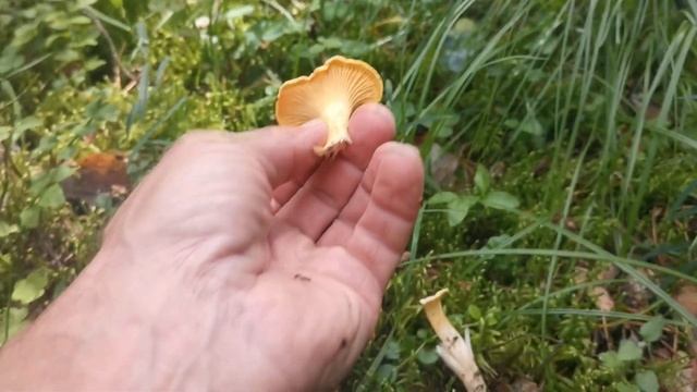 Собираю полезные грибы лисички