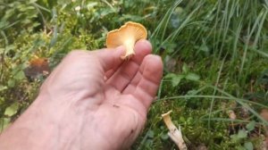 Собираю полезные грибы лисички