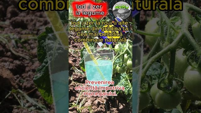 Iod și zer la roșii și alte legume din grădina ta. Cea mai benefică combinație naturală #iod #zer смотреть онлайн