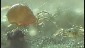 Phytoseiulus persimilis