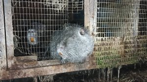 После РАБОТЫ - опять РАБОТА.15.11.24