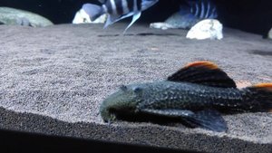 номерной сом l 600