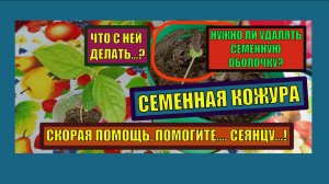 НУЖНО ЛИ УДАЛЯТЬ СЕМЕННУЮ ОБОЛОЧКУ? СКОРАЯ ПОМОЩЬ СЕЯНЦУ!