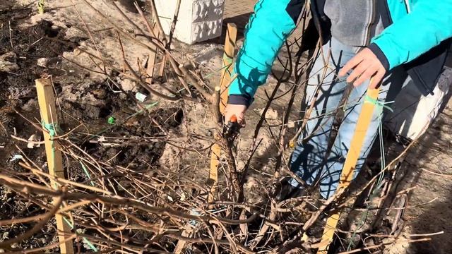 Кардинальная обрезка запущенного куста гортензии) Вношу коллоидную серу и азофоску одновременно.