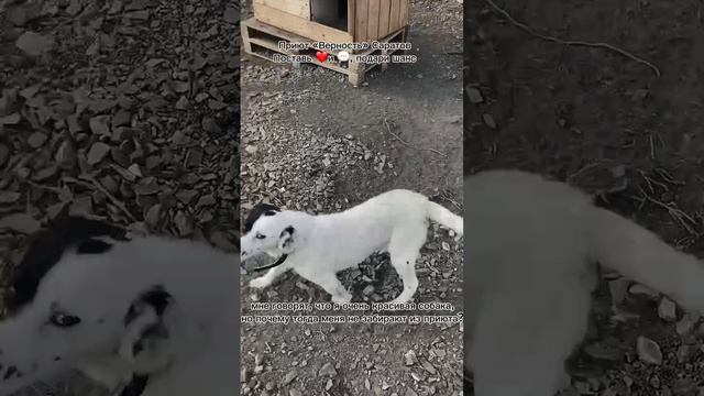 Мишелька ищет дом #саратов #вдобрыерукисаратов #верностьсаратов