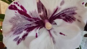 #3 Обзор  орхидей (фаленопсисы, беаллара, дендробиум, морковка и живучая аглаонема)