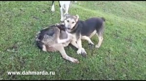 Саги дахмарда Галу охраняет гиссарских овец