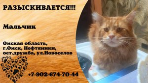 Пропала собака! Мальчик. Омская обл., г.Омск