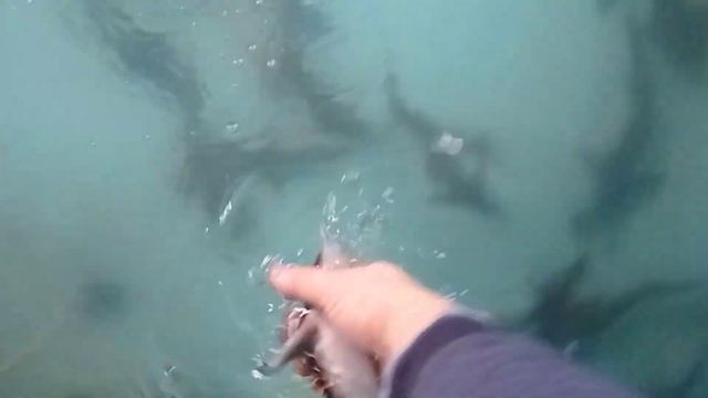 Стерлядь в домашнем УЗВ
