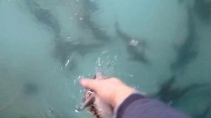 Стерлядь в домашнем УЗВ