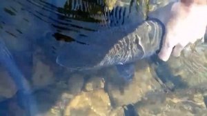 Таймень в Башкирии,4.6кг