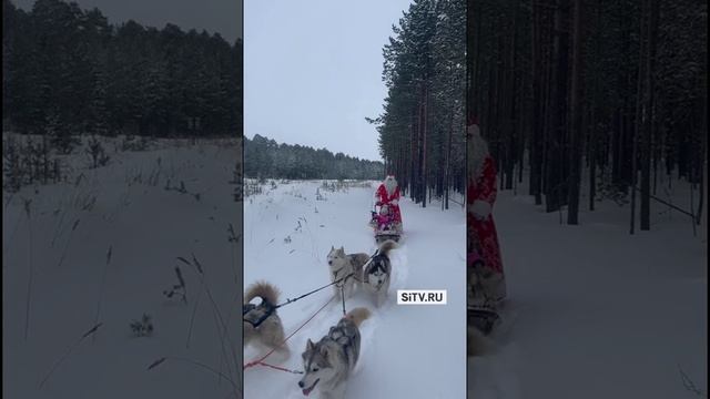 В Сургутском районе заметили Деда Мороза на собачьей упряжке