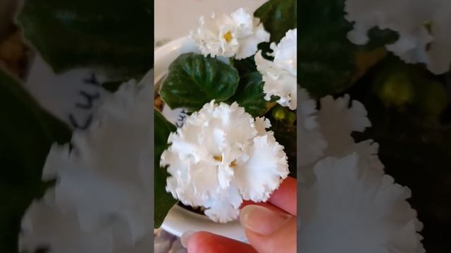 Сортовая фиалка (сенполия) Harlequin White! Огромные белые махровые цветы!