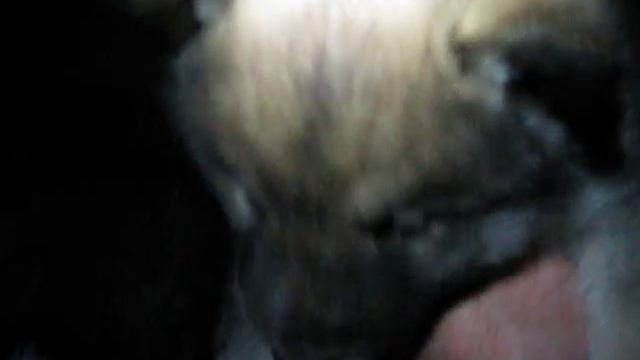 Щенки западносибирской лайки смотреть онлайн