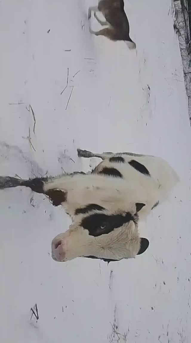 телята