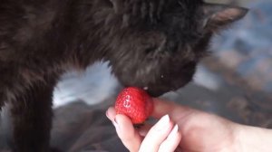 Кот ест клубнику