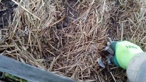 Сезон 2023. 12.11. Агротехника Природного Земледелия. Посадка зимнего чеснока в солому...