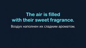 Аудирование английского рассказа уровня A1 | Развиваем понимание английского на слух