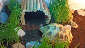 Переделка домика для черепахи 😉//Обустройство нового домика