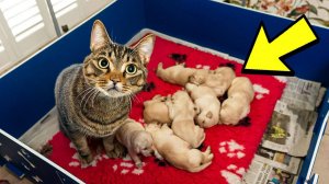 Кошка крадет Всех Соседских щенков — Хозяин будет в Шоке, Когда Узнает Почему!