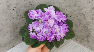 Фиалка АВ-Черное Море