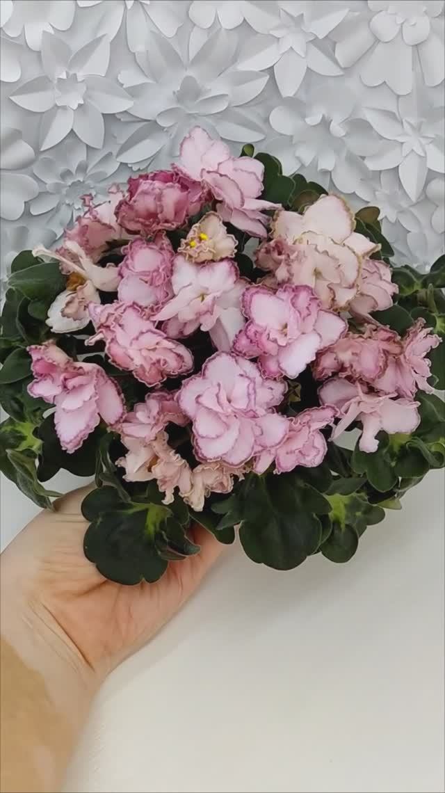Фиалка АВ-Капучино