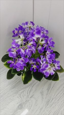 Фиалка LV-Элизабет
