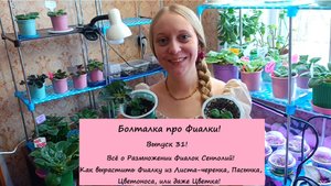 Болталка про Фиалки! Выпуск 31: Размножение Фиалок! Листья-черенки, Пасынки, Цветоносы и Цветы!
