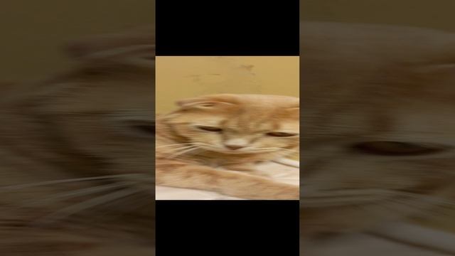 1000000373.mp4 смотреть онлайн