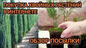 ЗАКАЗ ХВОЙНЫХ РАСТЕНИЙ НА ВАЙЛДБЕРРИЗ// ОБЗОР ПОСЫЛКИ