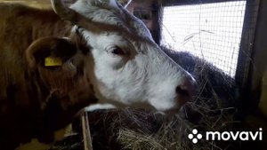 Рацион коровы перед отёлом. Профилактика кетоза и пареза. Отвечаю на вопрос.