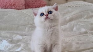 Котёнок - подарок на Новый год