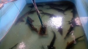 Осетровые весной.