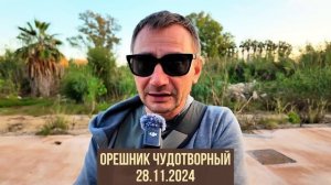 Орешник чудотворный 28.11.2024