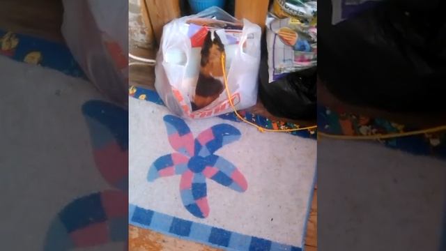 Когда нет собаки, но есть морская свинка #3. Свинья в пакете смотреть онлайн