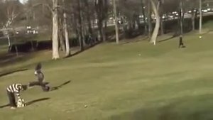 Орёл унес ребенка