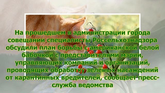 Россельхознадзор рассказал, чем опасна американская белая бабочка